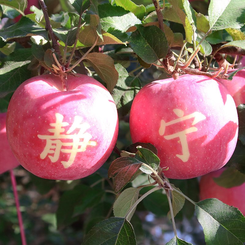 甘肃静宁红富士苹果9斤水果新鲜当季甜大苹果整箱自产自销包邮