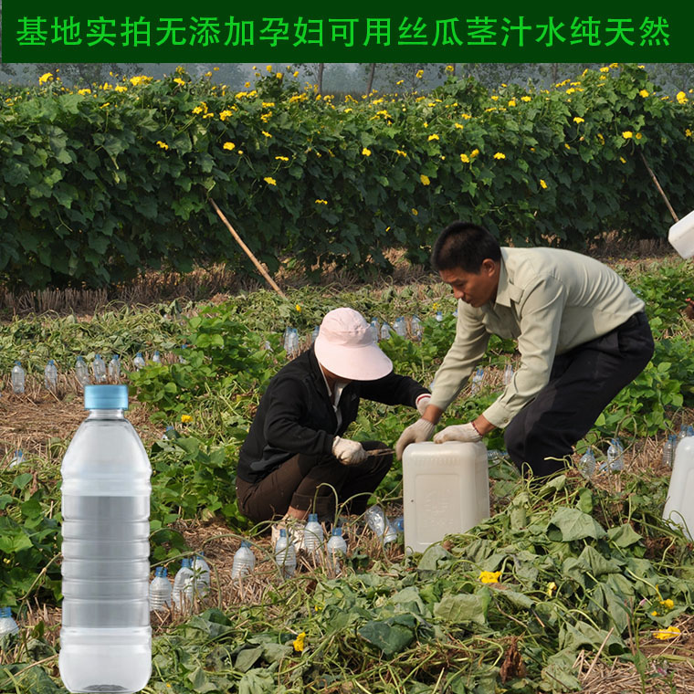 可以喝的丝瓜水基地采集孕妇无添加丝瓜茎汁液天然丝瓜水500ml