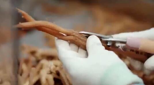 传统中药材人参种植采摘工厂加工保健品生物科技宣传高清实拍视频