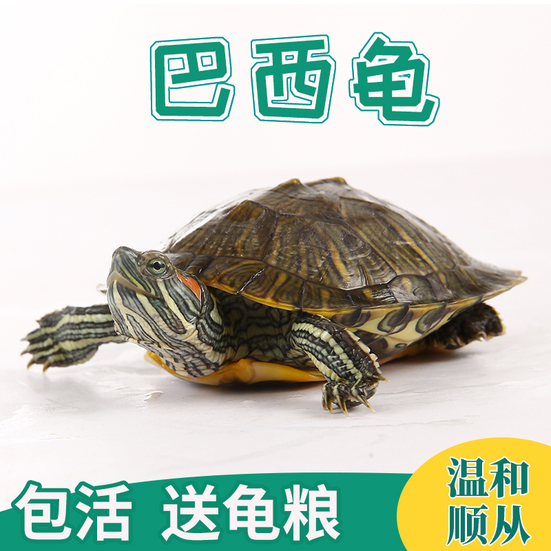 乌龟活物巴西龟小乌龟活物一对可观赏龟情侣深水龟活体好养宠物龟