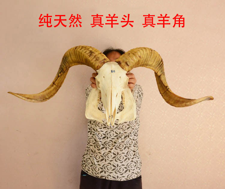 西藏纯天然真羊头骨真羊角标本装饰品摆件手工壁挂特色手工艺品