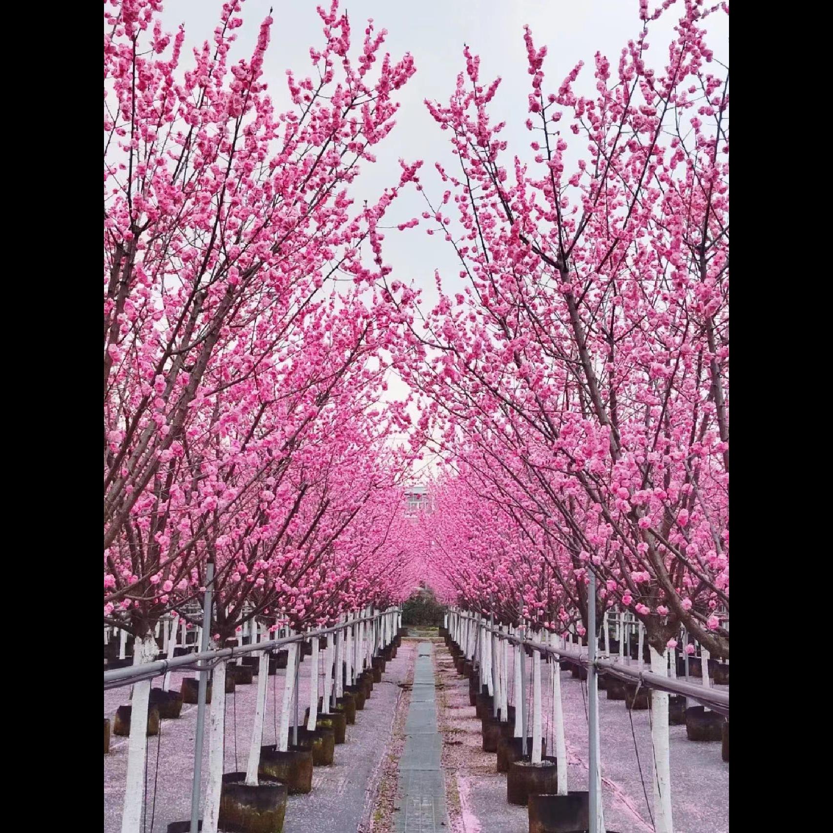日本树苗庭院大型晚樱盆栽地栽四季南北方种植风景树庭院花镜