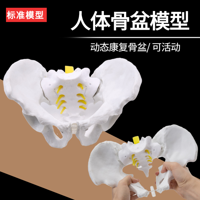 女性骨盆及盆底肌模o型动态康复盆骨关节可活动人体骨盆模型子宫
