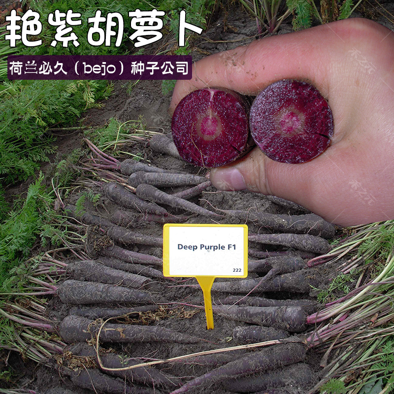 紫色胡萝卜种子孑秋冬季人参水果艳紫春秋四季进口禾之元种业种籽
