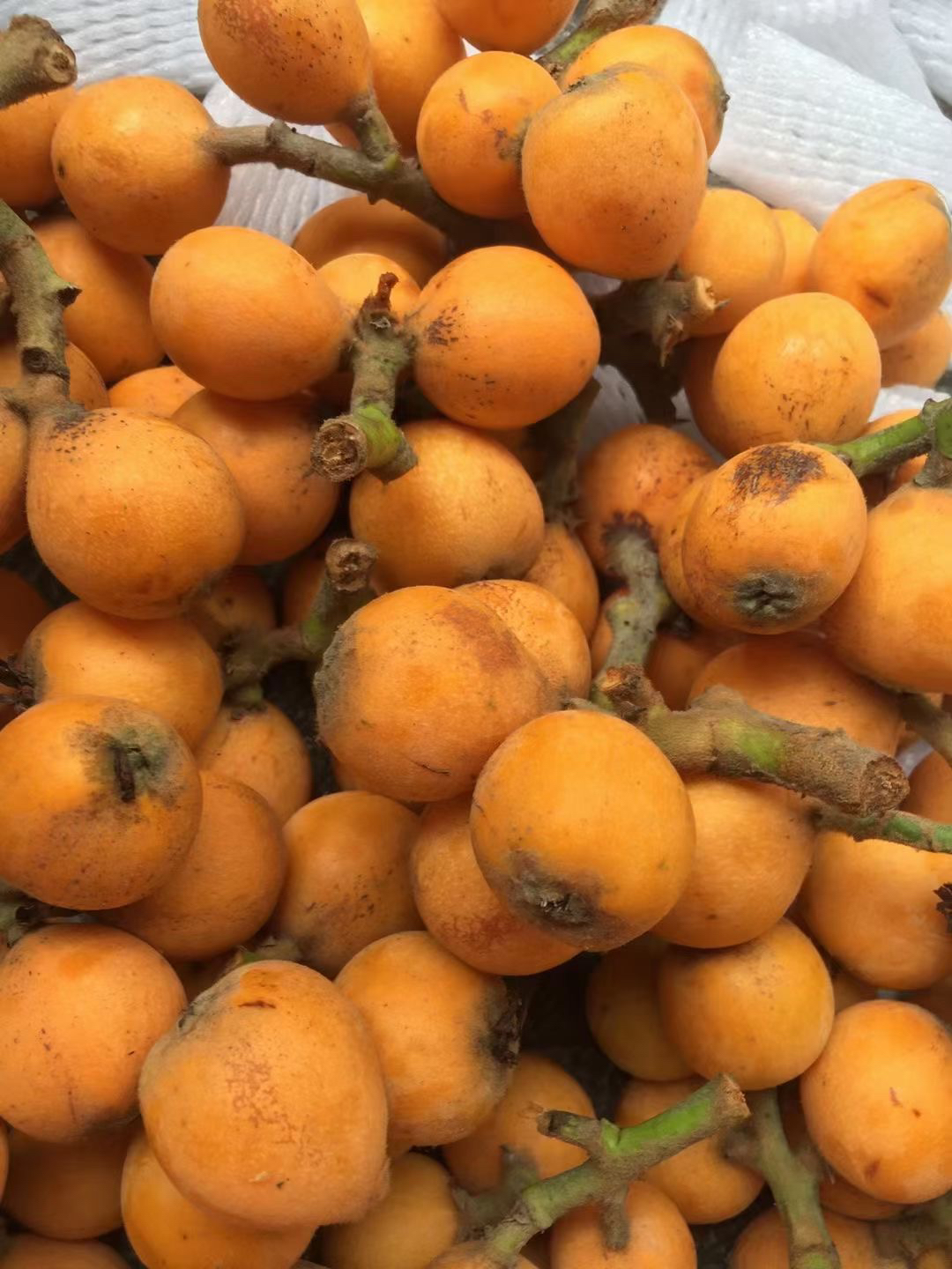 新鲜上市农家野生土枇杷小琵琶应季水果孕妇水果酸酸甜甜一份三斤
