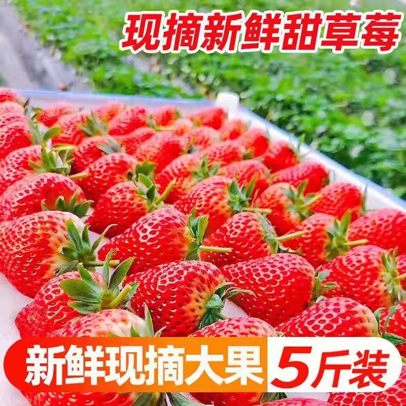 四川红颜大草莓奶油甜草莓孕妇儿童应季水果云南夏季草莓新鲜现摘