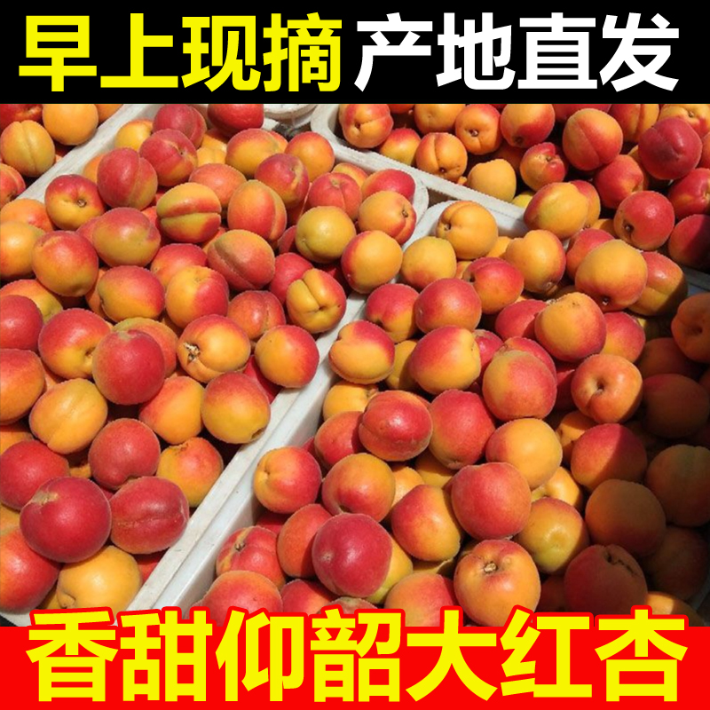 杏新鲜大红杏当季仰韶红杏水果杏子孕妇酸甜应季5斤整箱胭脂红杏