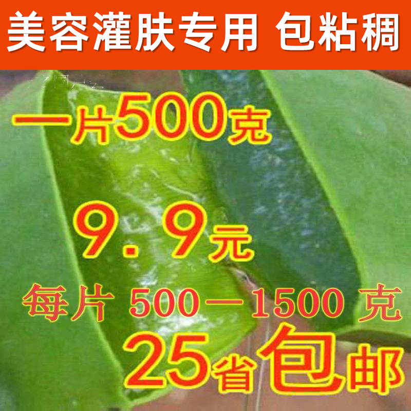 芦荟叶片鲜新叶子库索拉盆栽美容大叶片大颗可以吃的可食用肉厚苗