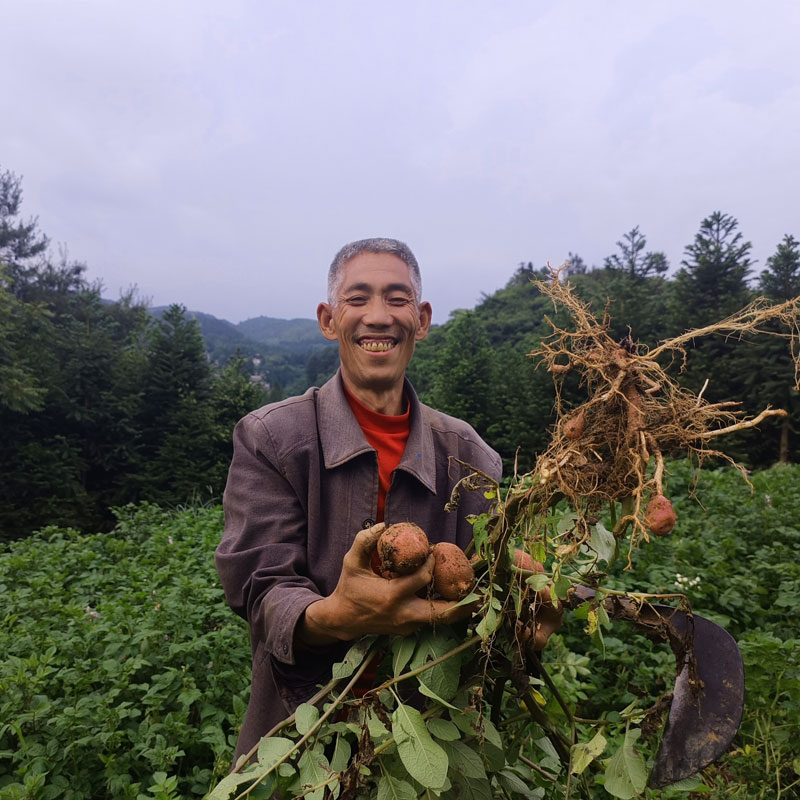 土豆新鲜大个云南红皮3斤装马铃薯贵州洋芋农家新鲜现挖2024年
