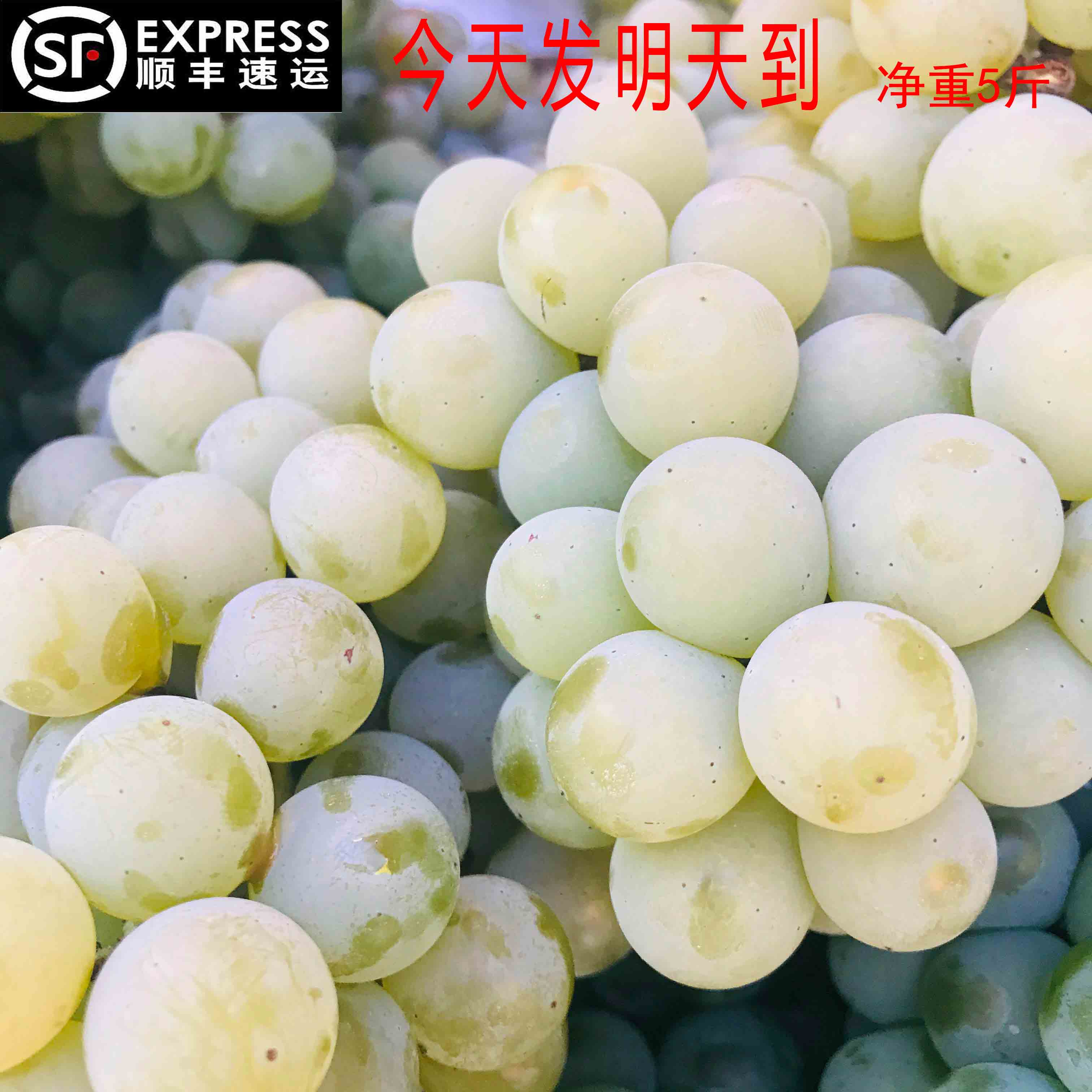 贵州新鲜孕妇水果莹葡萄水晶葡萄5斤顺丰包邮