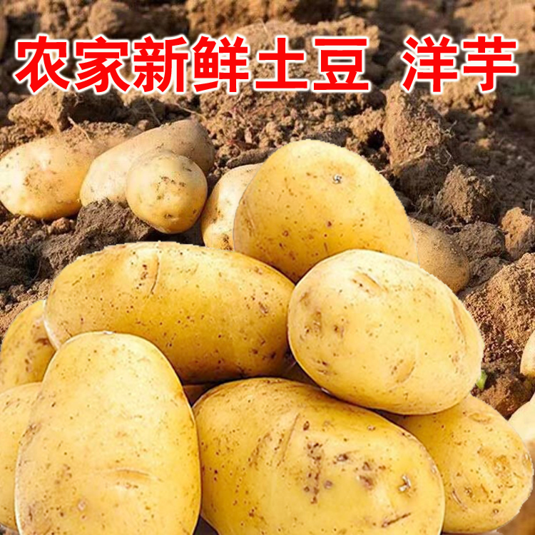 贵州农家现挖新鲜黄心土豆10斤当季蔬菜整箱迷你马铃薯洋芋小土豆