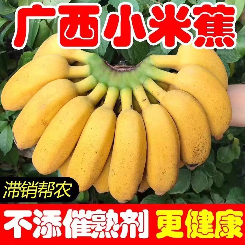 广西自然成熟小米蕉应季水果生鲜香蕉健康美味苹果蕉整箱现摘