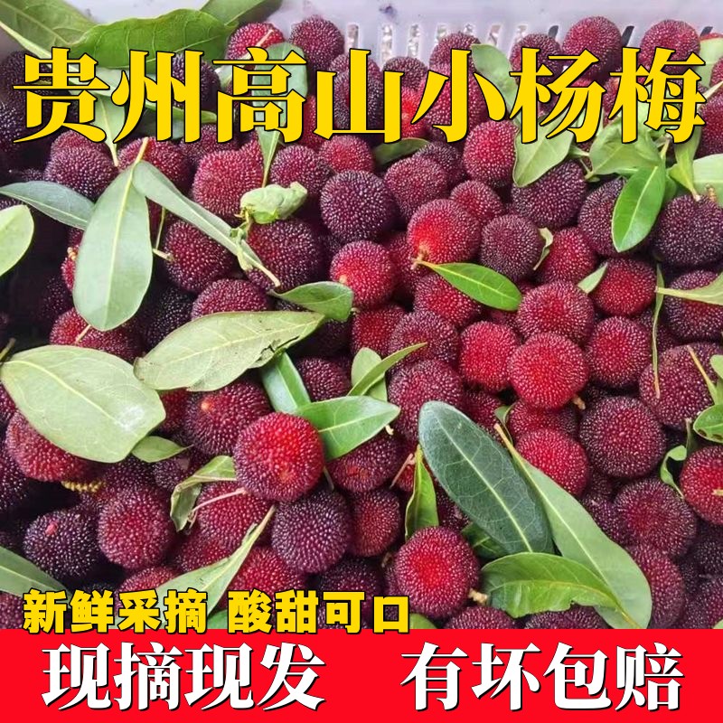 贵州杨梅新鲜现摘杨梅孕妇水果当季时令应季本地杨梅1/4斤包邮