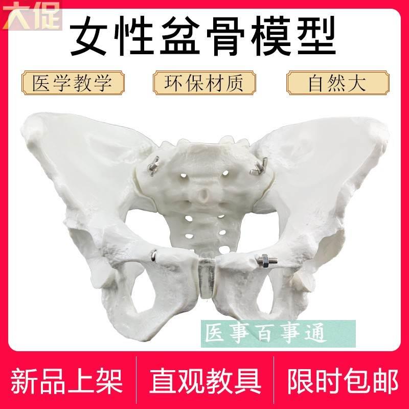 速发、自然大女性盆底肌模型|骨盆直观教学骨骼 人体骨示教 盆盆