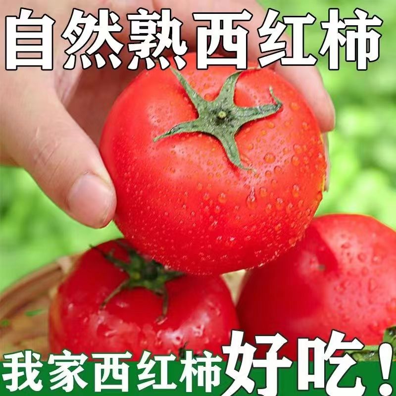 坏果包赔5斤西红柿番茄沙飘炒菜自然成熟无添加剂农家现摘孕妇