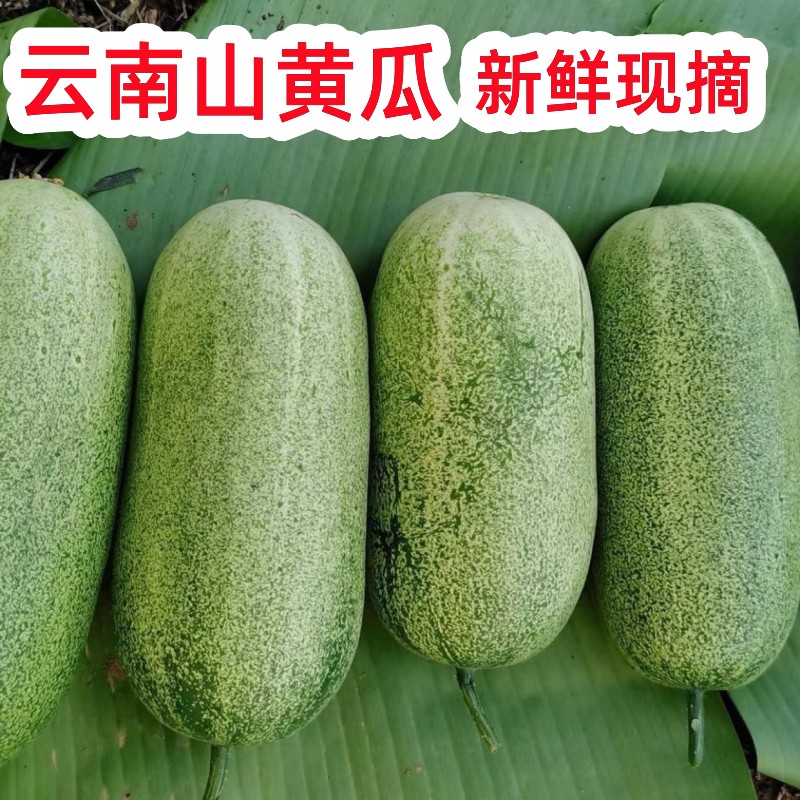 云南大黄瓜新鲜时令蔬菜水果土黄瓜孕妇青瓜农家自种老品种包邮