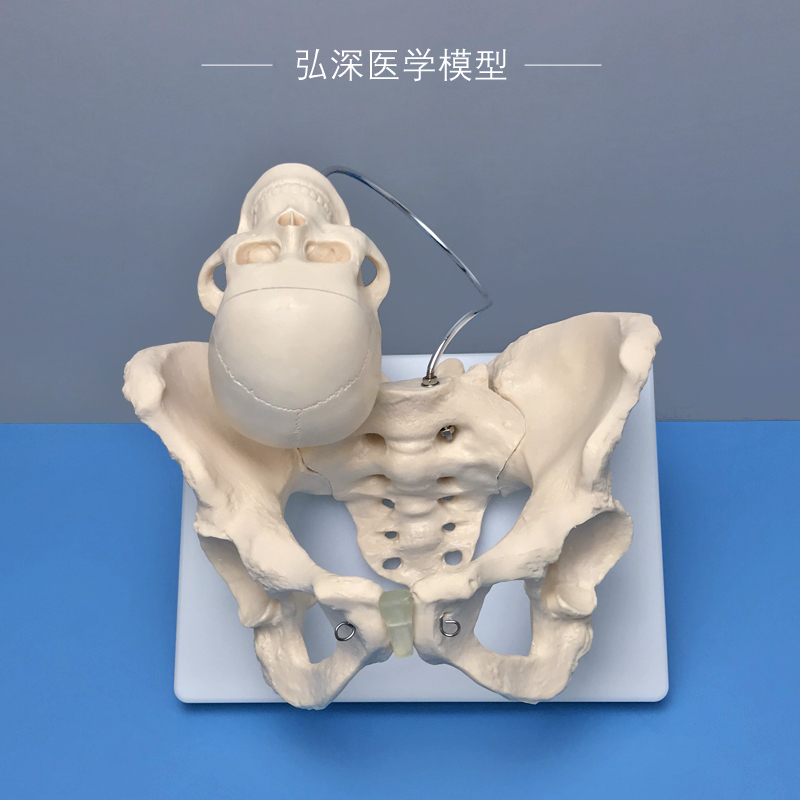 新品女性骨盆带胎儿头q骨模型人体盆骨骼妇产科助产分娩医学示教