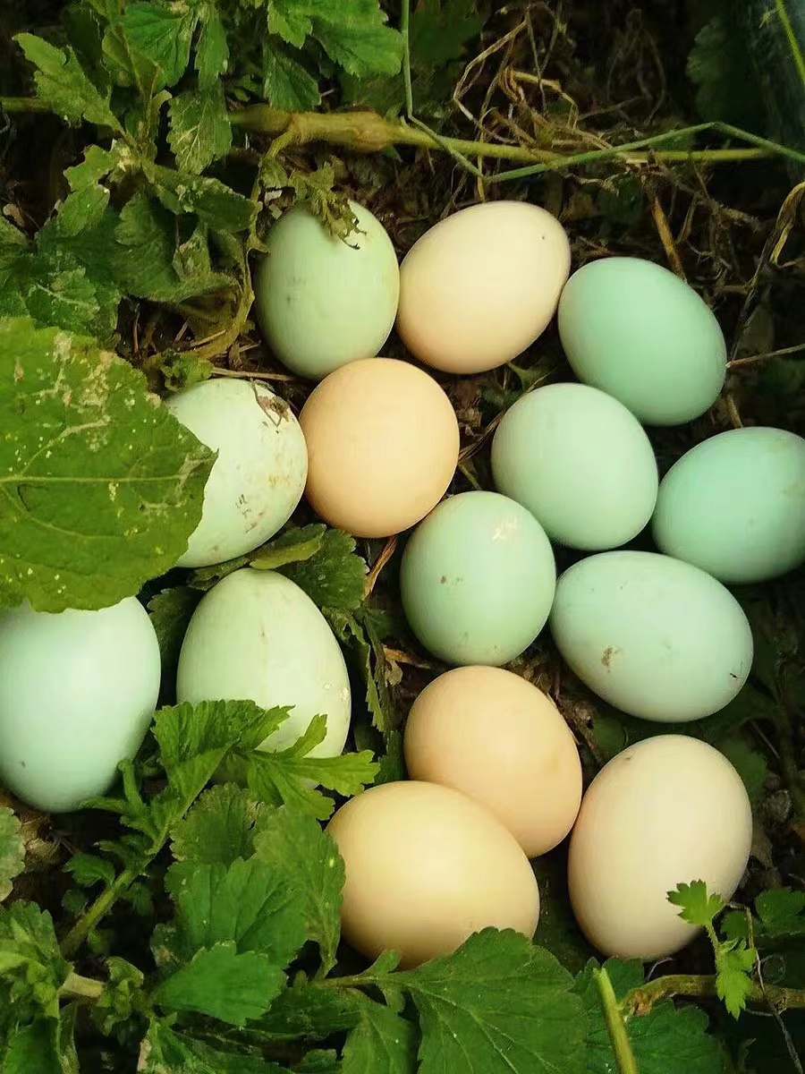 散养土鸡蛋农村农家正宗鸡蛋新鲜土鸡蛋生鸡蛋小孩儿童老人营养蛋
