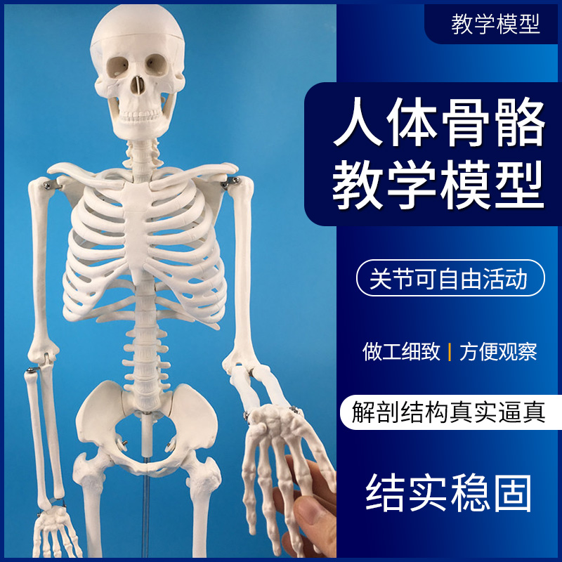 85cm人体骨骼模型 全身骨架人体模型成人小骷髅教学模型脊椎模型