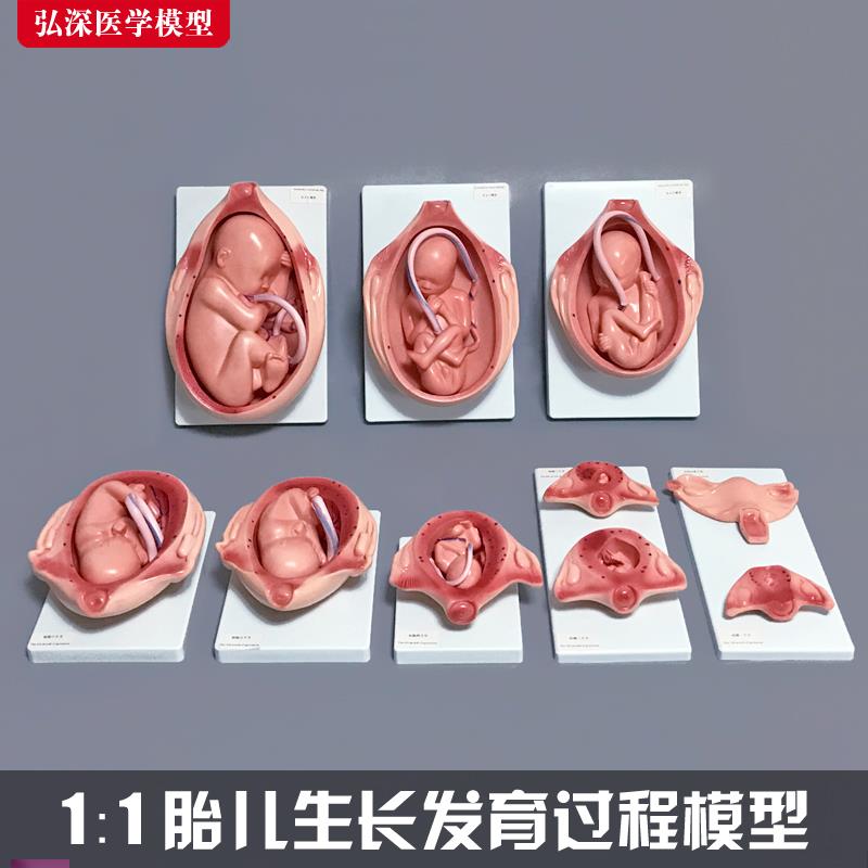 胎儿生长发育过程模型女性t怀孕妊娠十月分娩妇幼保健妇产科学1比