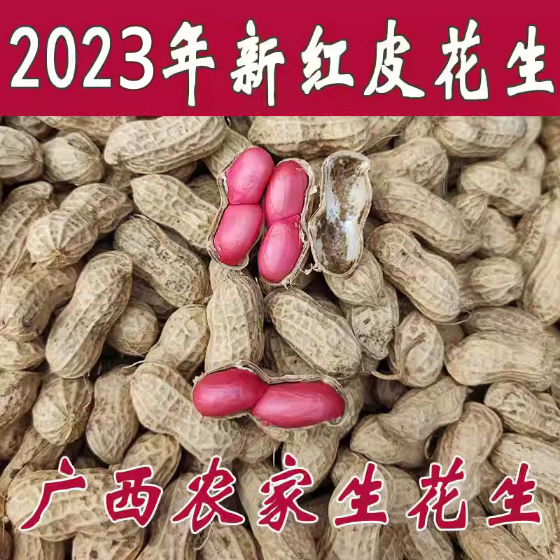 2023年新鲜生花生5斤晒干带壳广西优质红皮花生米农家自种现挖湿
