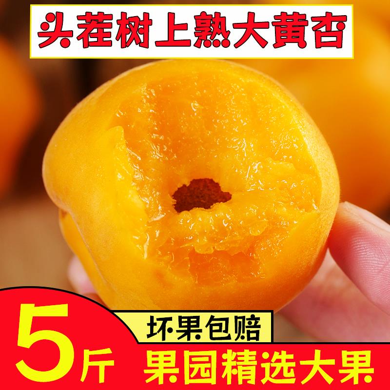 当季大黄杏金太阳杏子新鲜水果孕妇水果产地直发红蜜梅杏时令水果