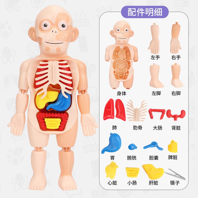 儿童启智科教人体器官模型摆件DIY拼装STEAM医学早教益智玩具