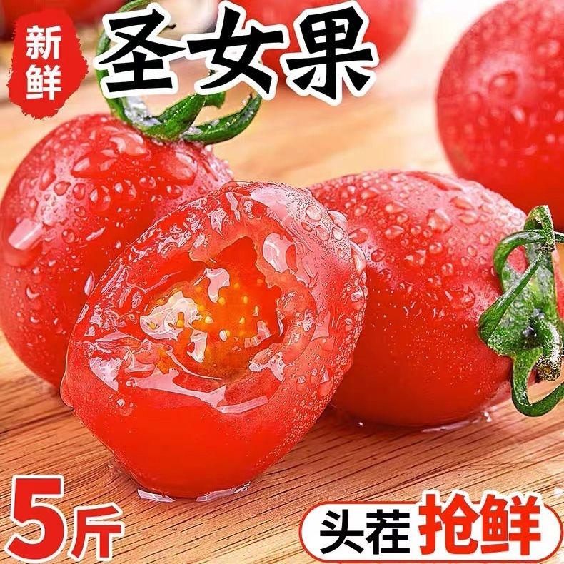 滑县正宗千禧圣女果自种小番茄樱桃果蔬孕妇代餐小西红柿酸甜多汁
