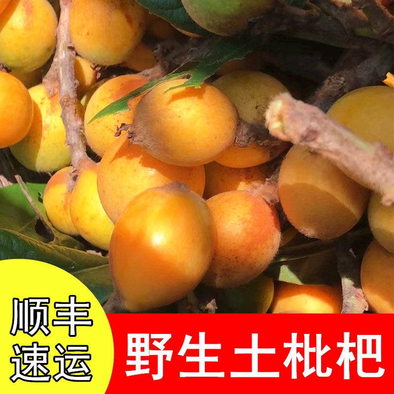 新鲜上市农家野生土枇杷小琵琶应季水果孕妇水果酸酸甜甜一份四斤