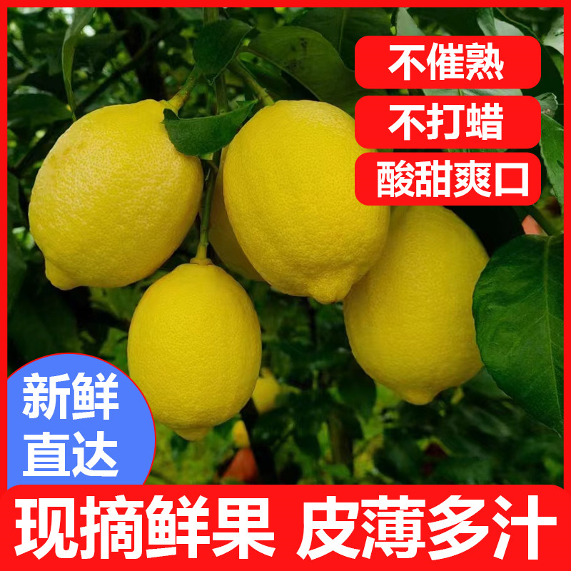 云南高山黄柠檬一级大果5斤包邮皮薄青柠檬孕妇水果新鲜采摘安岳