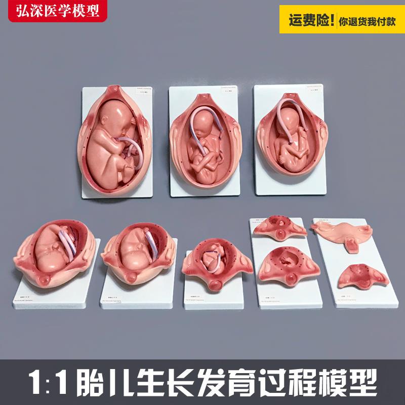 .胎儿生长发育过程模型女性怀孕妊娠十月分娩妇幼保健妇产科学1