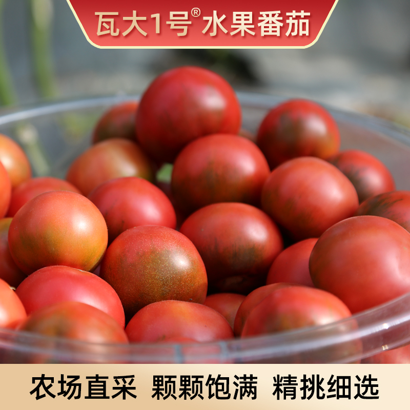 精选瓦大1号鲜食番茄孕妇水果西红柿宝宝辅食自然熟爆浆3-5斤