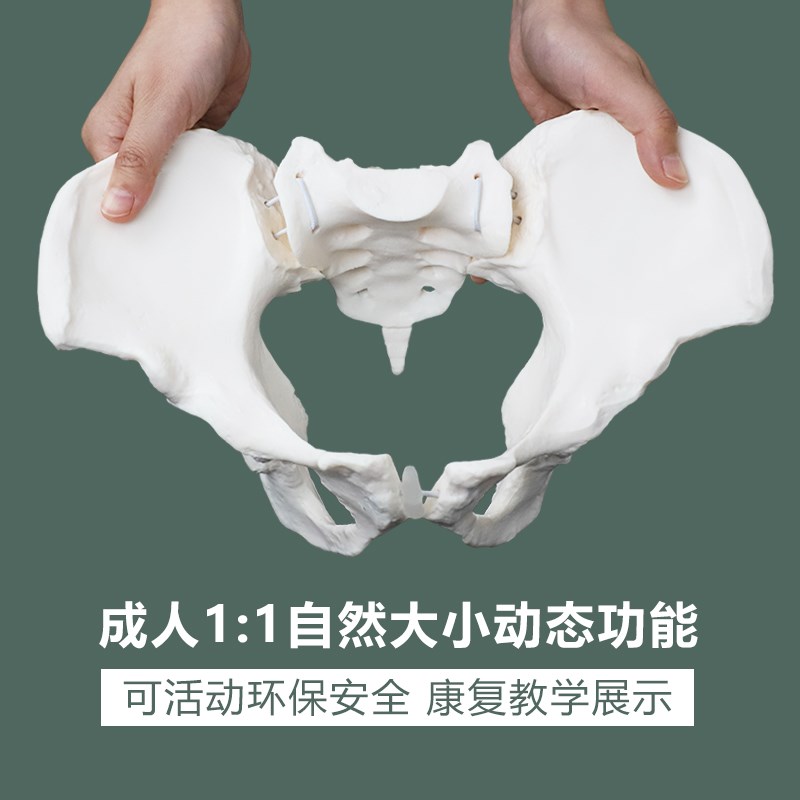 推荐动态女性腰椎骨盆骨骼模型关节可活动迷你小盆骨产康人体医用