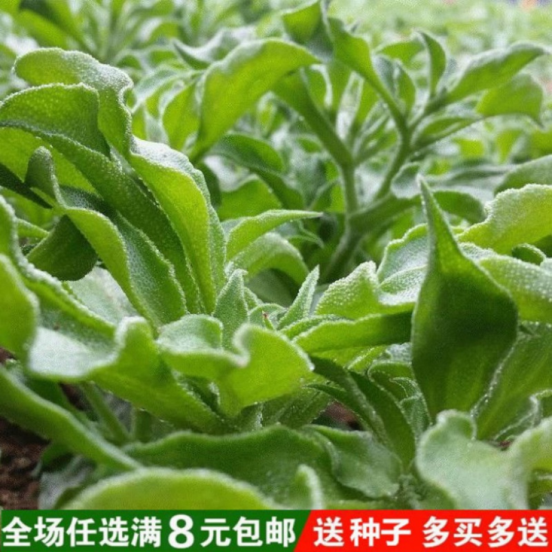 冰草种子 冰菜种子 新鲜冰菜保健蔬菜种子 阳台庭院盆栽