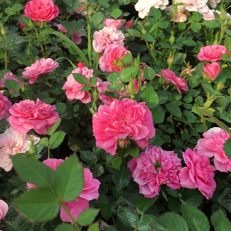 心上人月季扦插花苗阳台庭院盆栽微型丰花四季开花玫瑰绿植物