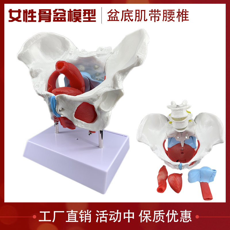 女性骨盆底附盆底肌肉模型 骨盆子宫附件分娩 盆骨模型 骨骼模型
