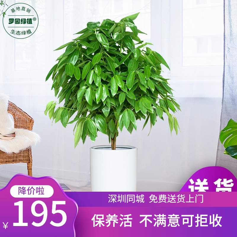 深圳平安树幸福树盆栽大型绿植花卉除甲醛室内客厅办公室植物易活