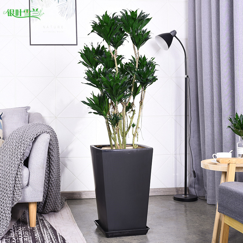 太阳神盆栽老桩密叶朱蕉龙血树植物大型室内客厅北欧绿植净化空气
