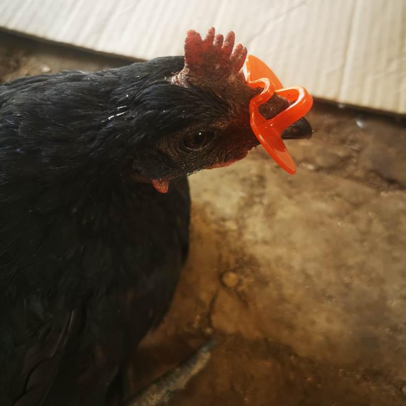 急速发货养鸡用品防打架互啄鸡用的眼镜无栓卡式鸡眼镜防啄肛啄蛋