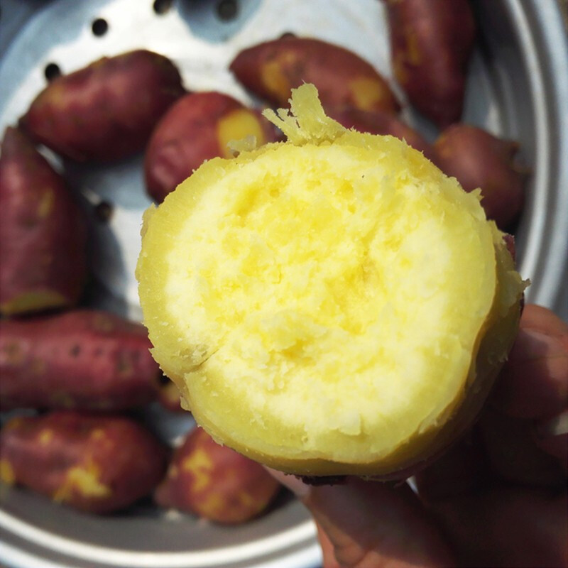 粉糯香甜板栗红薯正宗海南桥头地瓜新鲜农家自种干面番薯儿童早餐