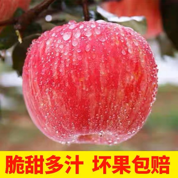 万荣正宗红富士苹果脆甜冰糖心新鲜丑苹果当季水果10斤整箱包邮