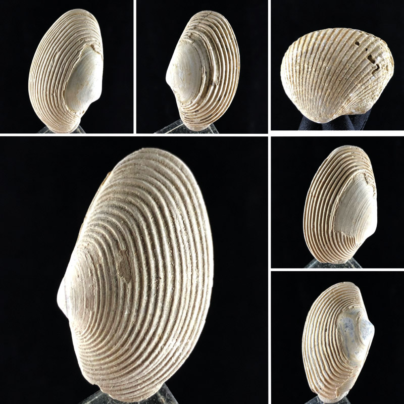 天然古生物化石原石河蚌螺贝壳动物奇石儿童礼物地质科普教学标本