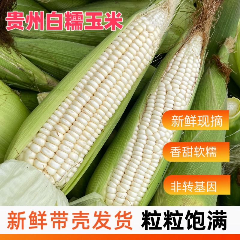 贵州特产新鲜白糯玉米9斤现摘玉米棒子农家糯黏包谷孕妇苞谷水果