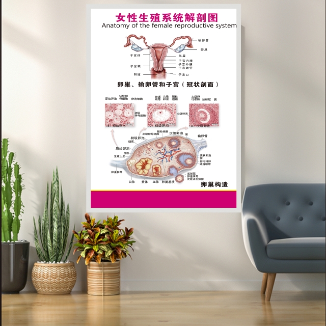 女性生殖系统解剖图中医养生美容养生会所装饰画挂画贴画海报贴报