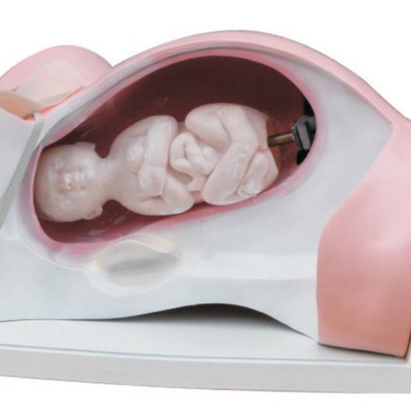 速发ENOVO颐诺分娩机转模型分女性分娩妇产科教学用具分娩过程骨