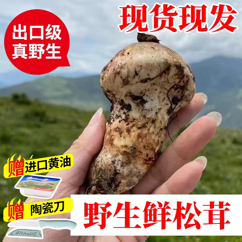 西藏野生新鲜松茸菌特级货不开伞林芝特产非云南香格里拉雅江500g