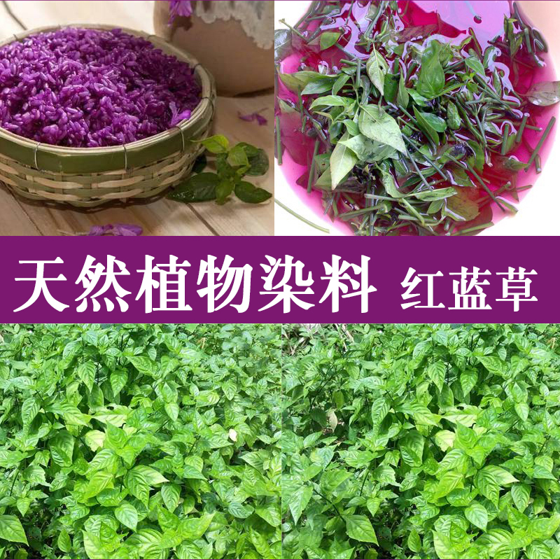 广西五色糯米饭紫色花米饭植物染料五彩米紫蓝草红蓝草紫色500g