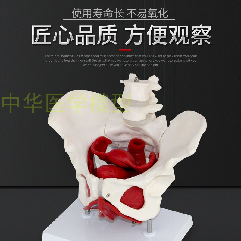 速发女性骨盆模型 女性盆底肌肉模型 医学助产教学模型 人体骨骼