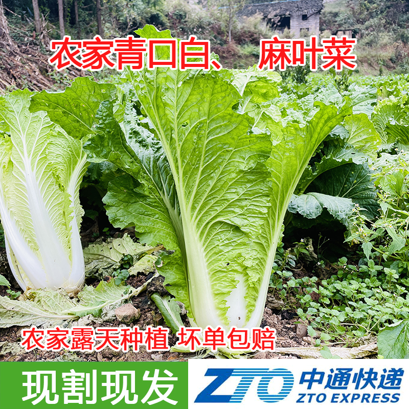 贵州农家青口白露天自种时令新鲜孕妇当季蔬菜绿白菜青麻叶大白菜