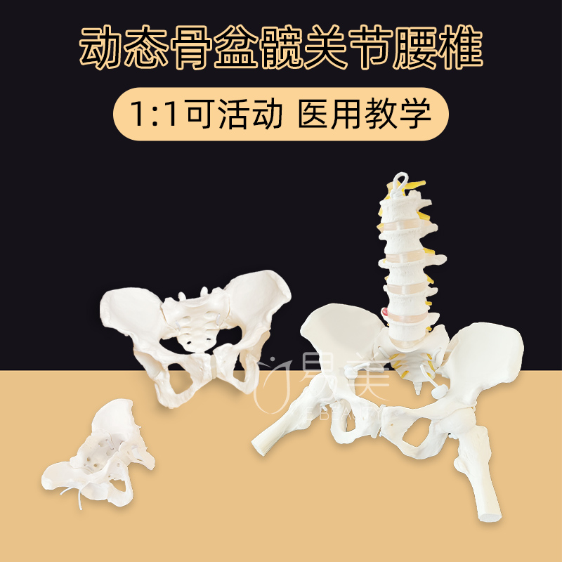 推荐女性骨盆模型动态解剖盆底教学腰椎可活动人体康复培训骨架恢